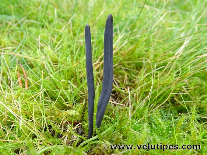 Clavaria greletii