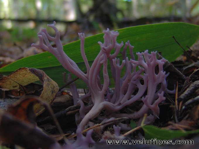 Clavaria zollingeri