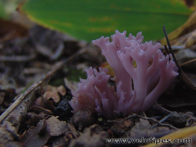 Clavaria zollingeri