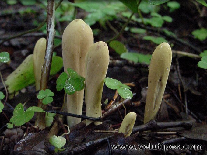 Clavariadelphus pistillaris
