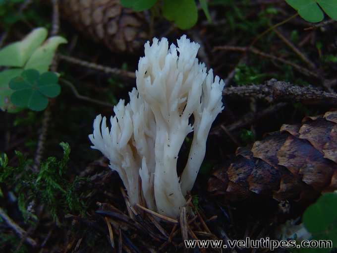 Clavulina coralloides