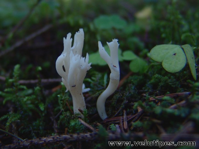 Clavulina coralloides