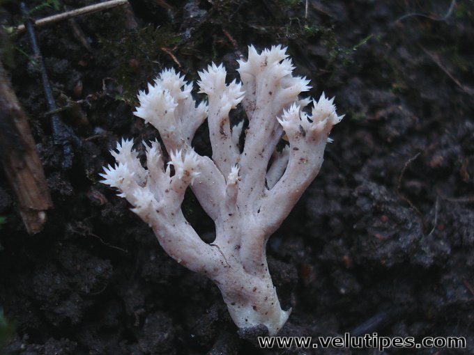 Clavulina coralloides