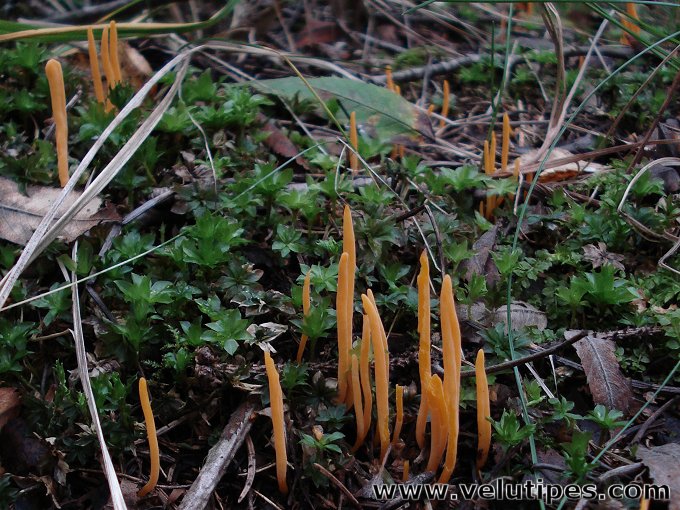  Clavulinopsis sp. 