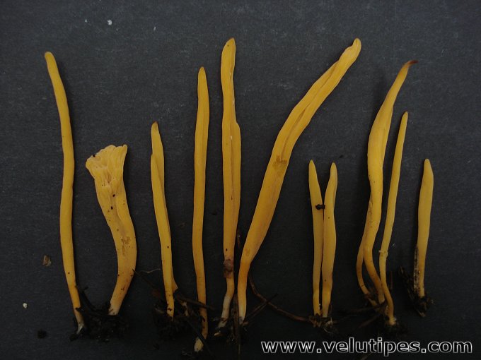  Clavulinopsis sp. 
