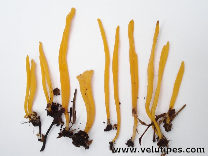  Clavulinopsis sp. 