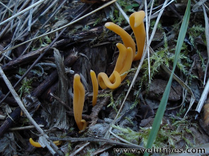  Clavulinopsis sp. 