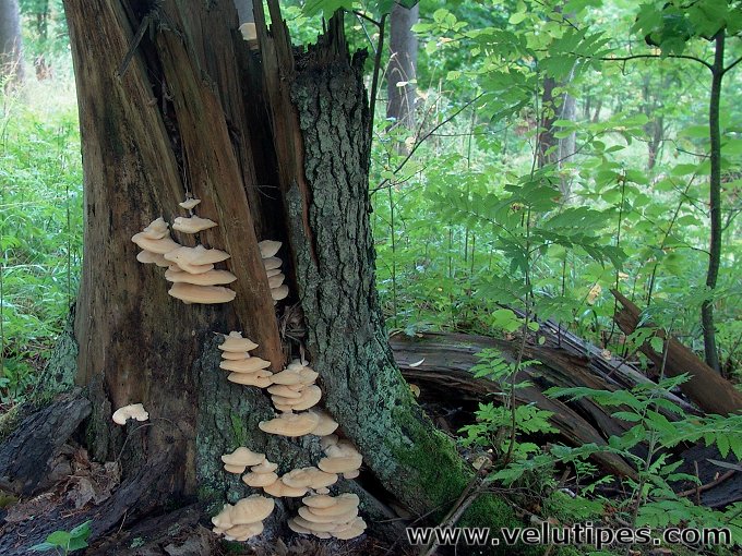 Climacocystis borealis