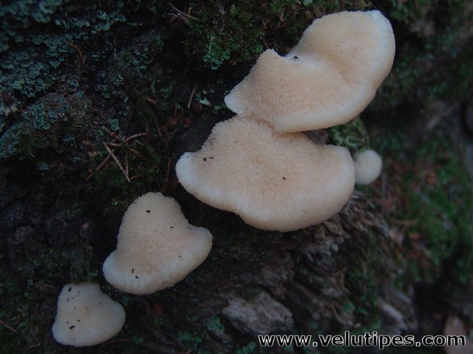 Climacocystis borealis