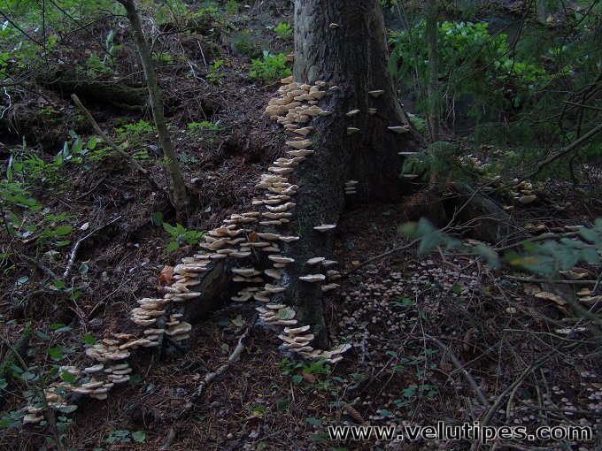 Climacocystis borealis