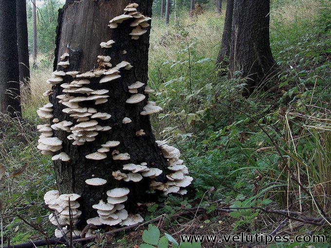 Climacocystis borealis