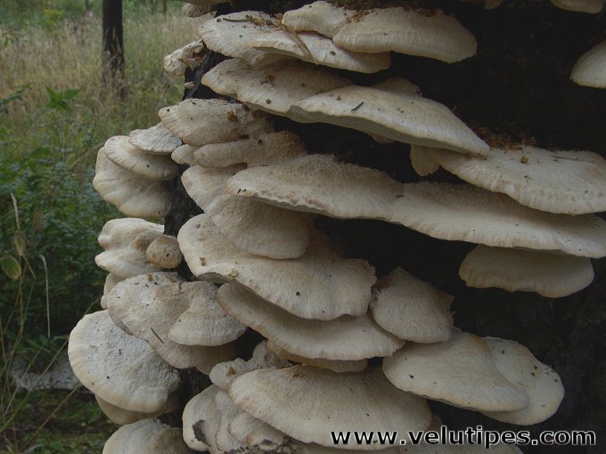 Climacocystis borealis