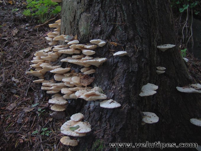 Climacocystis borealis