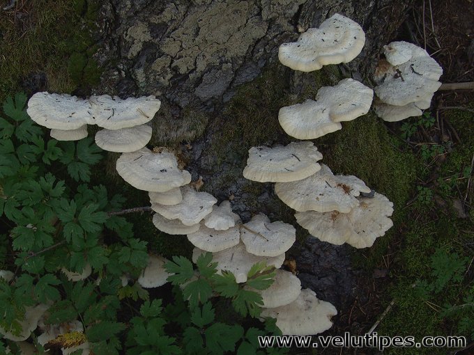 Climacocystis borealis