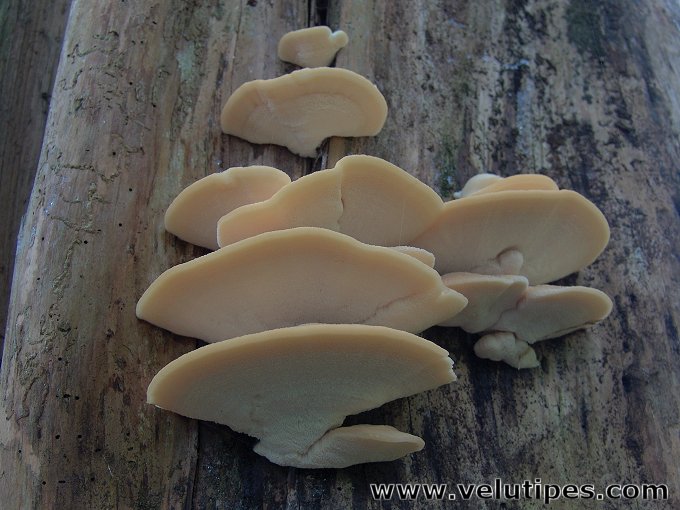 Climacocystis borealis