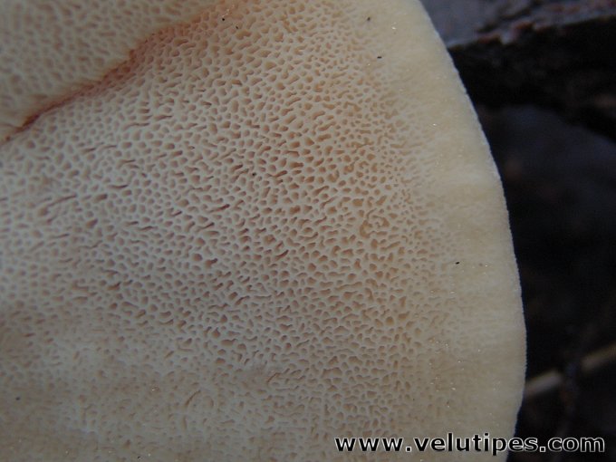 Climacocystis borealis