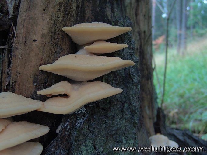 Climacocystis borealis