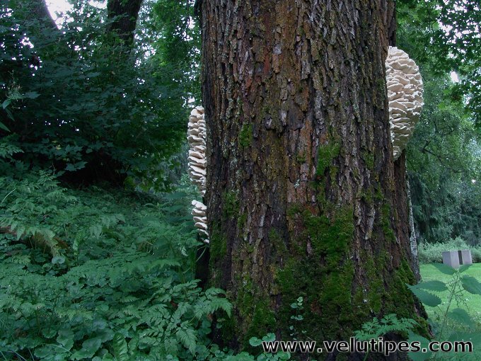 Climacodon septentrionalis