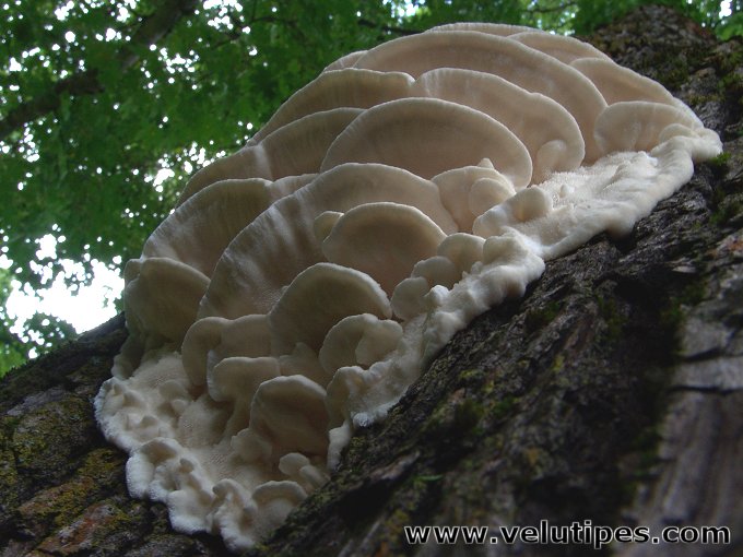 Climacodon septentrionalis