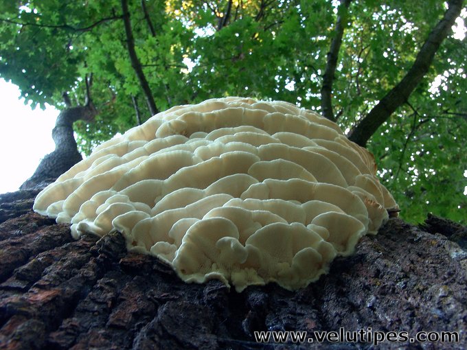 Climacodon septentrionalis