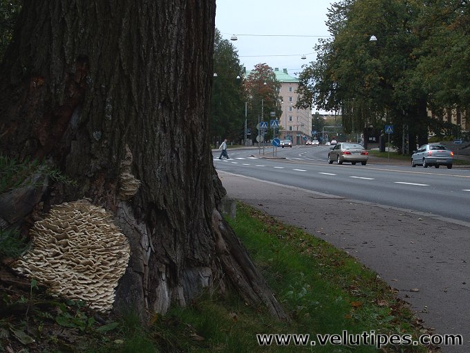 Climacodon septentrionalis