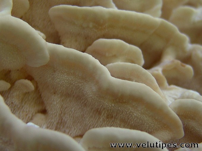 Climacodon septentrionalis