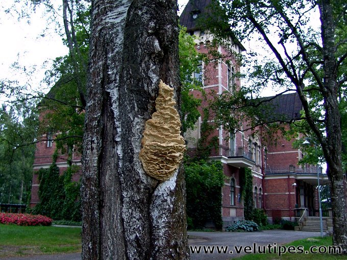 Climacodon septentrionalis