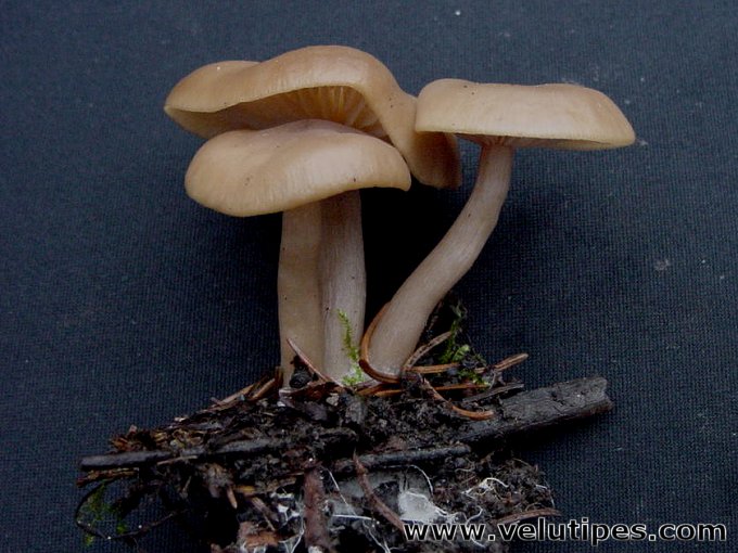Clitocybe fragrans