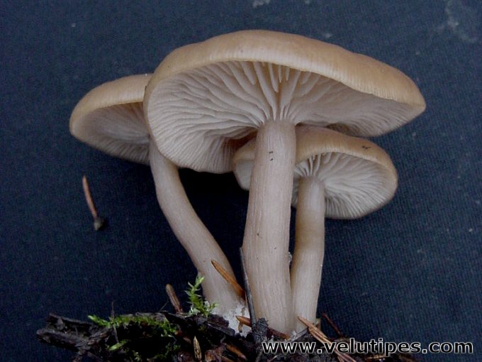 Clitocybe fragrans