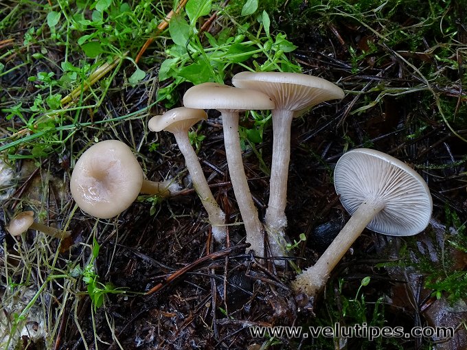 Clitocybe fragrans