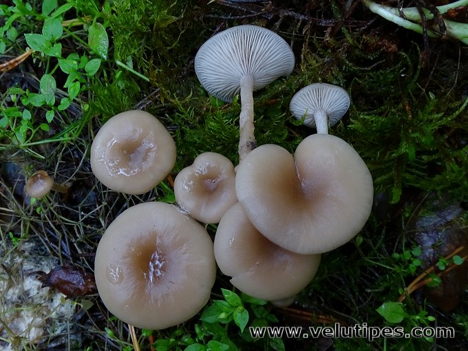 Clitocybe fragrans