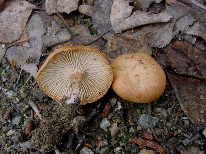 Clitocybe sinopica