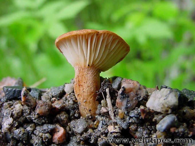 Clitocybe sinopica
