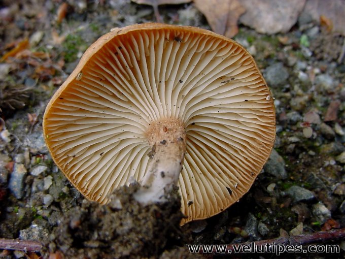 Clitocybe sinopica