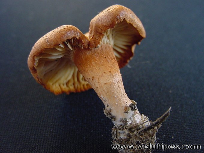 Clitocybe sinopica