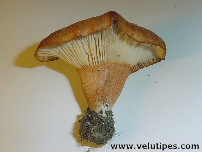 Clitocybe sinopica