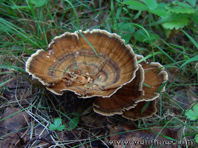  Coltricia perennis 