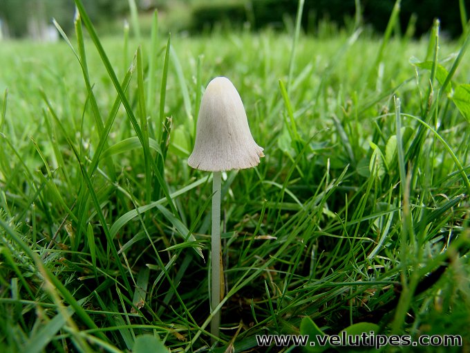 Conocybe albipes