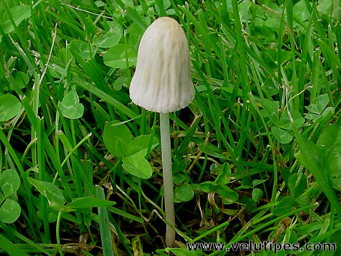 Conocybe albipes