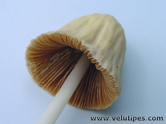 Conocybe albipes
