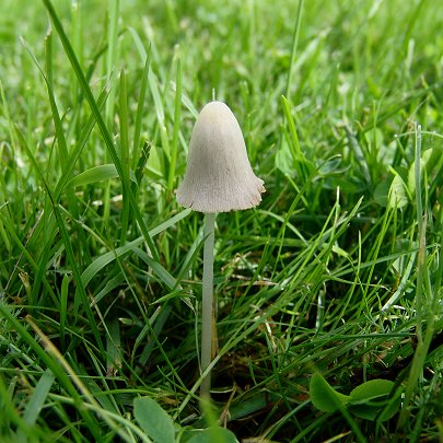  Conocybe albipes 