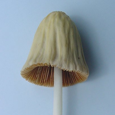  Conocybe albipes 