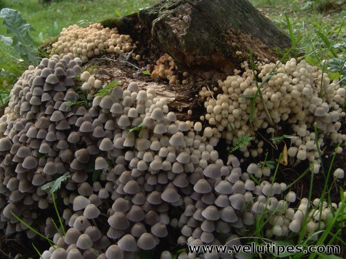 Coprinellus disseminatus