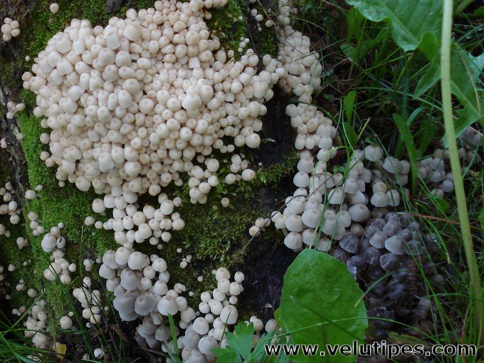 Coprinellus disseminatus
