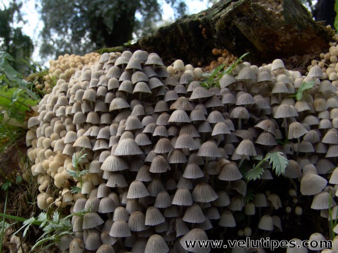 Coprinellus disseminatus