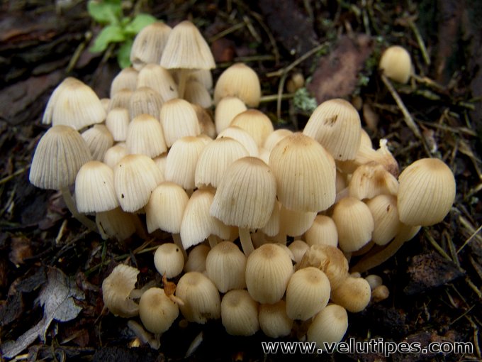 Coprinellus disseminatus, parvimustesieni Natural Fungi in Finland