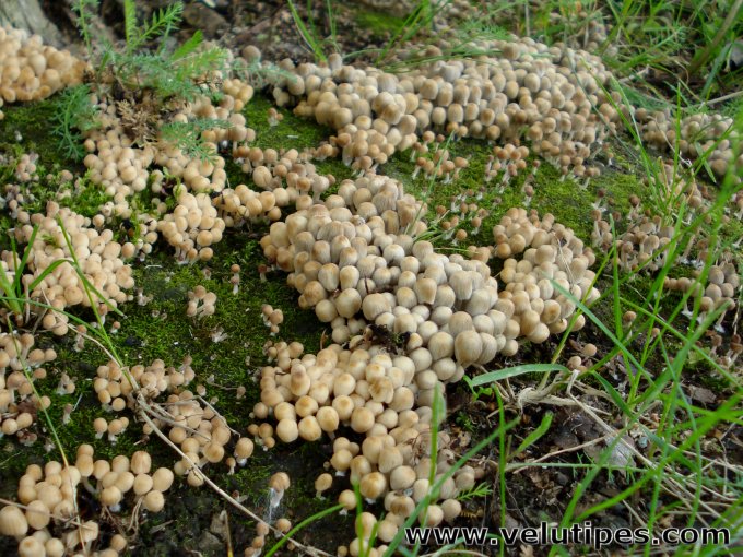 Coprinellus disseminatus