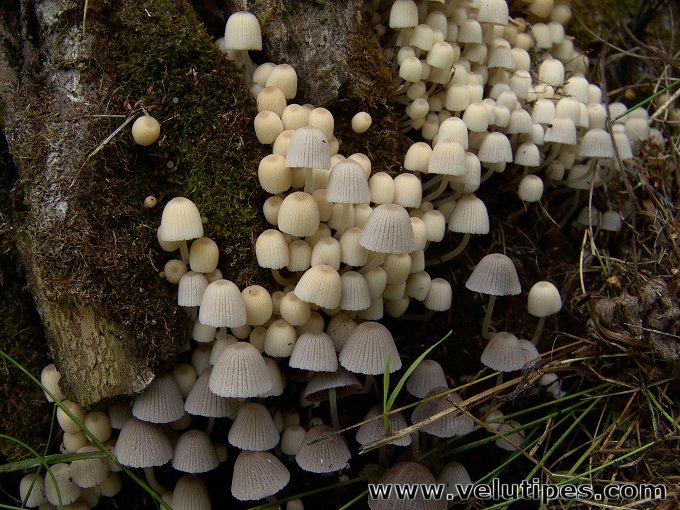 Coprinellus disseminatus