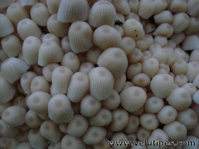 Coprinellus disseminatus