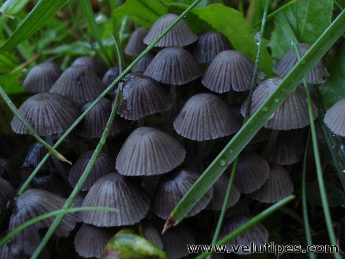 Coprinellus disseminatus